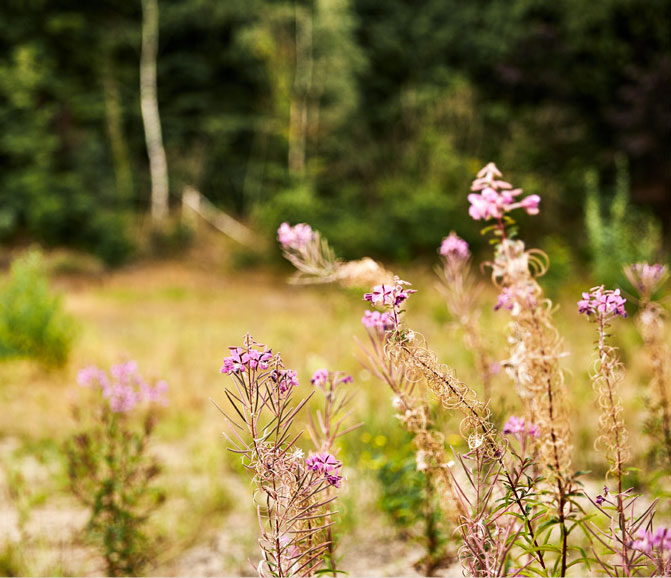 weide met bloemen